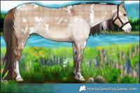 Horse Color:Plaid  White Spotted Liver Red Dun Sabino 