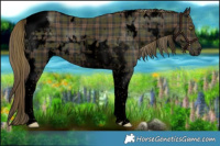 Horse Color:Void Plaid  White Spotted Liver Chestnut Tobiano Rabicano 