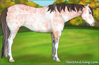 Horse Color:Buckskin Ice Splash