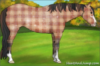 Horse Color:Plaid Bay Sabino