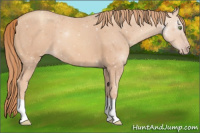 Horse Color:Gold Champagne 