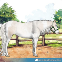 Horse Color:Cremello Sabino Tobiano Rabicano 