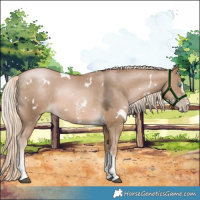 Horse Color:White Spotted Chocolate Palomino Pearl Sabino 