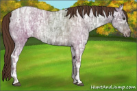 Horse Color:Liver Red Ice Roan 