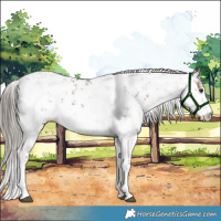 Horse Color:Liver Chestnut Sabino 