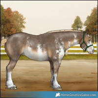 Horse Color:Chocolate Palomino Mushroom Sabino Rabicano 