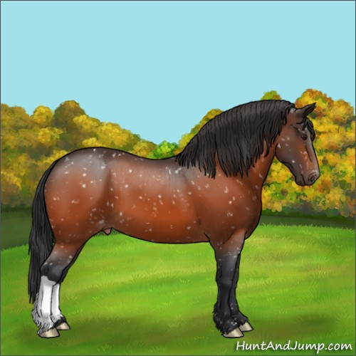 Horse Color:Brown Appaloosa 
