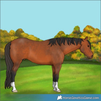 Horse Color:Bay 