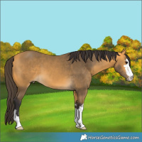 Horse Color:Buckskin 