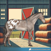 Horse Color:Liver Red Dun Appaloosa 