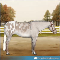 Horse Color:Liver Red Dun Mushroom Appaloosa