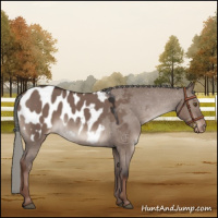 Horse Color:Liver Red Dun Mushroom Appaloosa