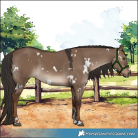 Horse Color:White Spotted Liver Red Dun 