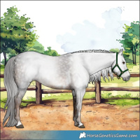Horse Color:Gray White Spotted Liver Chestnut Rabicano
