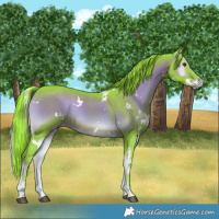 Horse Color:Watercolor White Spotted Liver Red Onyx Rabicano 