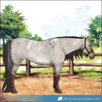 Horse Color:White Spotted Liver Red Dun Roan 