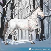 Horse Color:Brown Appaloosa 