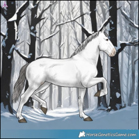 Horse Color:Grullo Appaloosa 