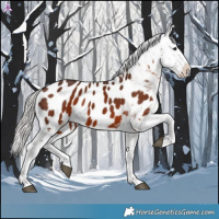 Horse Color:Silver Brown Near Leopard 