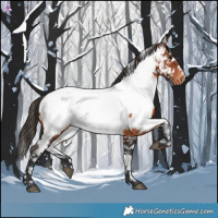 Horse Color:Brown Appaloosa 