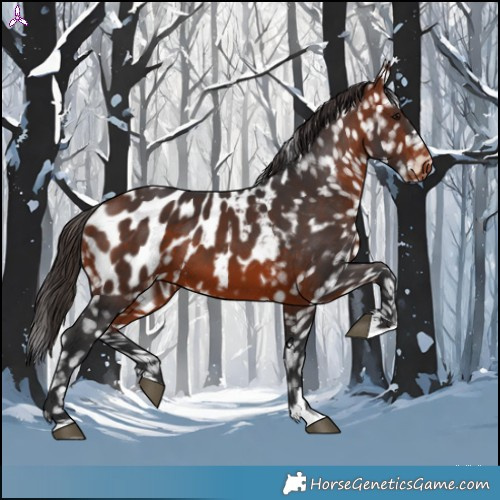 Horse Color:Bay Appaloosa