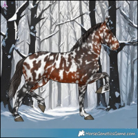 Horse Color:Bay Appaloosa 