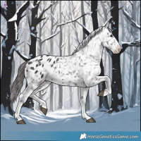 Horse Color:Black Appaloosa 