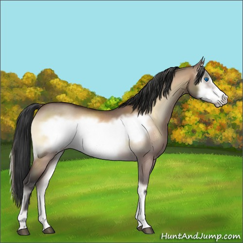 Horse Color:Bay Onyx Frame Rabicano 