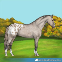 Horse Color:Liver Red Dun Appaloosa Brindle 
