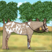 Horse Color:Liver Red Dun Appaloosa Brindle