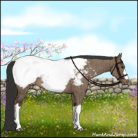 Horse Color:Liver Red Dun Appaloosa Brindle 
