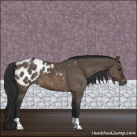 Horse Color:Brown Dun Appaloosa Brindle 