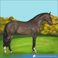 Horse Color:Brown Dun Brindle 