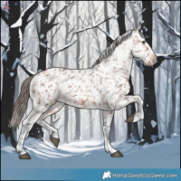 Horse Color:Bay Appaloosa 