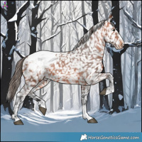 Horse Color:Bay Appaloosa 