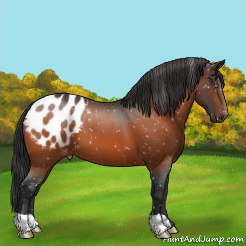 Horse Color:Bay Appaloosa 