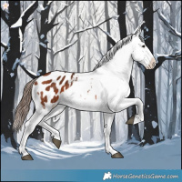 Horse Color:Bay Appaloosa 