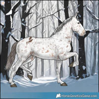 Horse Color:Bay Frame Appaloosa 
