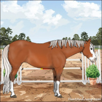 Horse Color:Silver Bay Splash 
