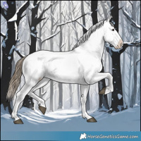 Horse Color:Smoky Black Appaloosa Rabicano 