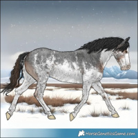 Horse Color:White Spotted Liver Chestnut Sabino Rabicano