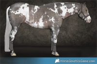 Horse Color:Platinum White Spotted Liver Chestnut Sabino 