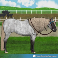 Horse Color:Liver Red Roan 