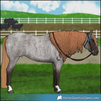 Horse Color:Liver Red Roan 