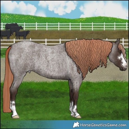 Horse Color:Liver Red Roan 