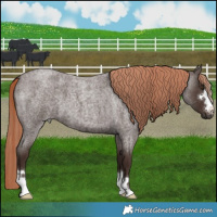 Horse Color:Liver Red Roan 