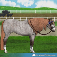 Horse Color:Liver Red Roan 
