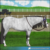 Horse Color:Smoky Blue Roan 