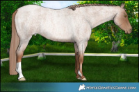 Horse Color:Liver Red Roan Pearl Rabicano 