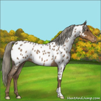 Horse Color:Chocolate Palomino Roan Appaloosa 